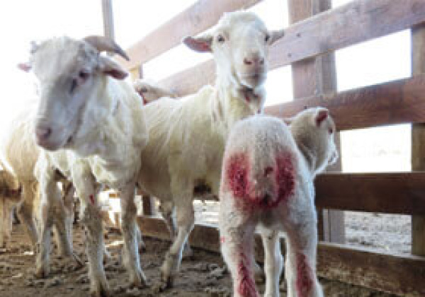 Exposed: Lambs Mutilated, Sheep Kicked and Hit With Electric Clippers on Argentine Wool Farm
