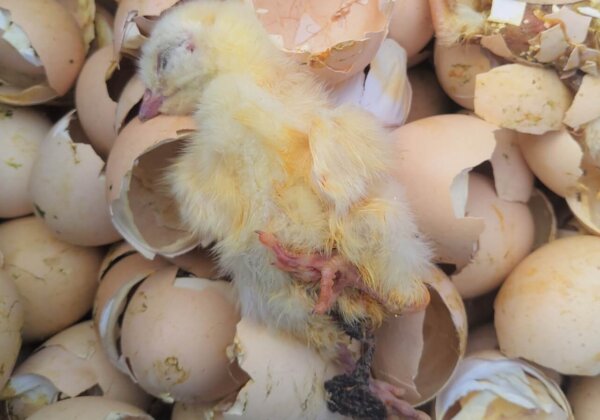 New Investigation Shows How the Egg and Meat Industry Cruelly Kills Chicks