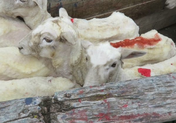 ‘Italian Wool’ Exposed: Sheep Kicked, Cut and Killed