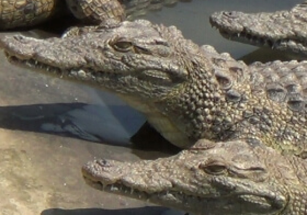 Exposed: Crocodiles, Alligators Killed for Bags and Watchbands