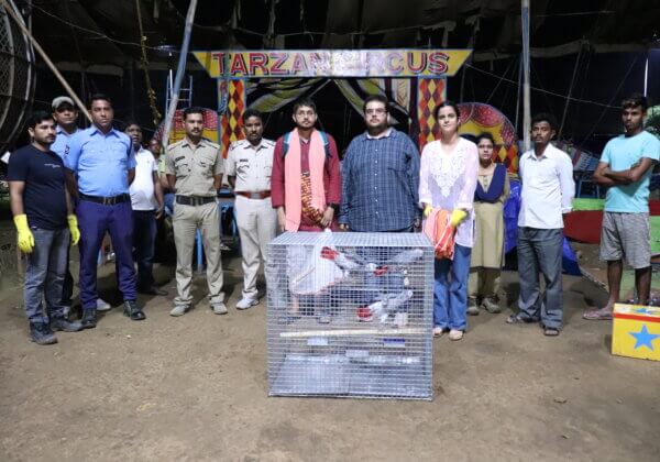 African Grey Parrots Seized From Tarzan Circus by Birbhum Police, Following PETA India Complaint