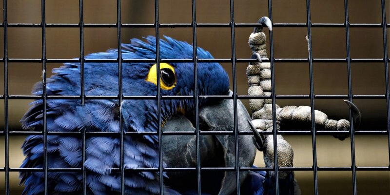 Caged Birds Have Nothing to Sing About