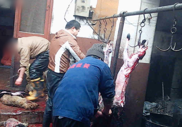 Undercover Investigation: Dogs Bludgeoned and Killed in Leather Industry
