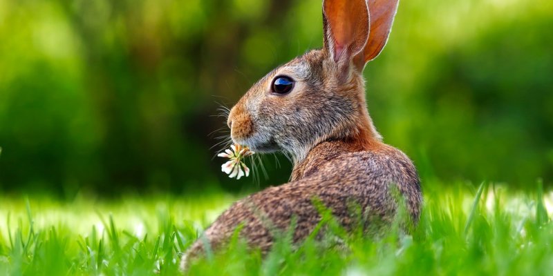 Animals in Cosmetics and Household-Product Testing