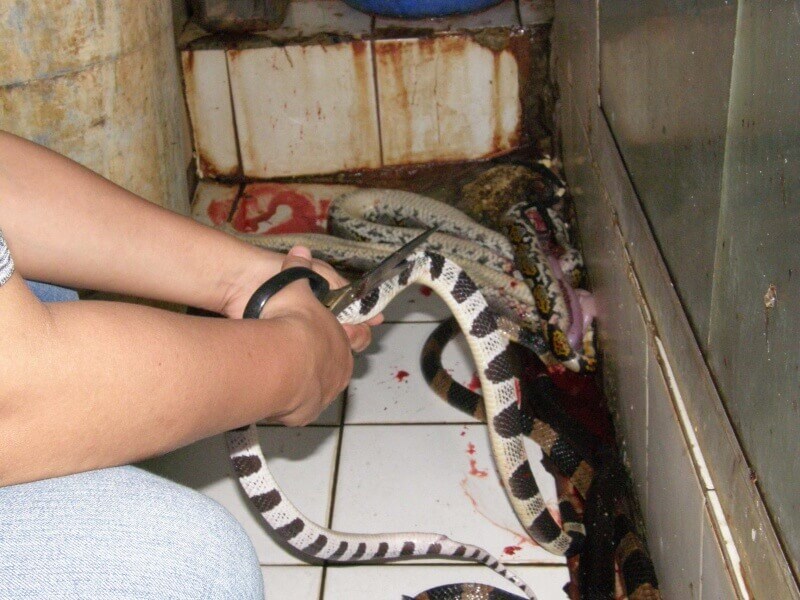 Snakes-body-being-cut-open-with-scissors-before-being-skinned-800x600