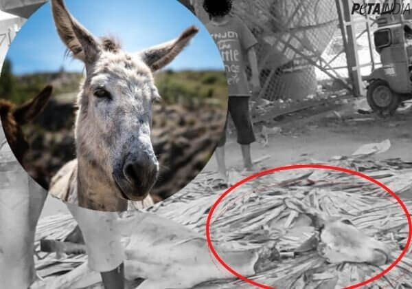 Donkeys Are Being Slaughtered and Their Flesh Sold on the Streets of Andhra Pradesh – This Must Be Stopped