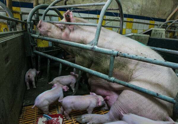 Maharashtra Issues Circular Against Confining Mother Pigs to Crates Following PETA India Appeal