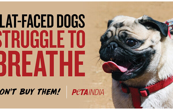 Pugs Can’t Breathe, Warns PETA India in New Billboard Campaign