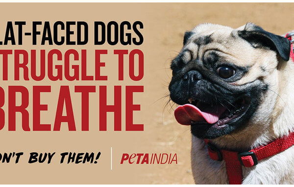 Pugs Can’t Breathe, Warns PETA India in New Campaign