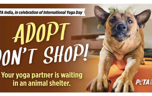 New International Yoga Day PETA India Billboard Campaign Encourages Animal Adoption