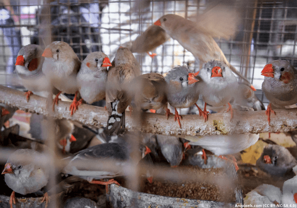 Help Ban Caging of Birds