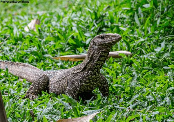 Jind Forest Department Books Man for Killing Monitor Lizard Following PETA India Complaint