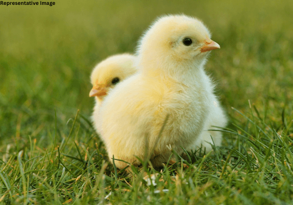 Maharashtra Joins List of States Committing to Adopting ‘In Ovo’ Sexing Technology to Prevent Killing of Male Chicks