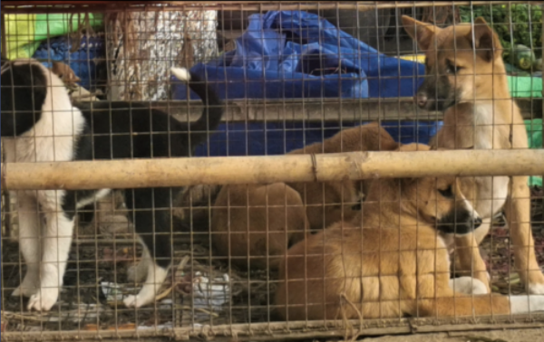 PETA इंडिया का नया जांच वीडियो : भारत में तेजी से पैर पसारते जंगली जानवरों और कुत्तों के मांस के अवैध बाजारों का खुलासा