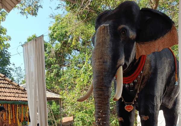 Kerala Temple Celebrated ‘Nadayiruthal’ of Lifelike Mechanical Elephant gifted by PETA India