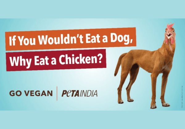 भारत में कुत्ते के मांस के सेवन को वैध्यता मिलने के बाद, PETA इंडिया ने विश्व मांस मुक्त दिवस के उपलक्ष्य में देशभर में वीगन समर्थन वाले बिलबोर्ड लगवाए